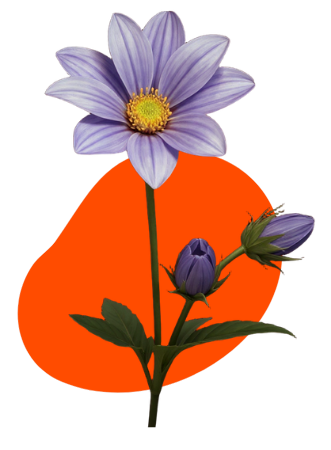 Planes de formación